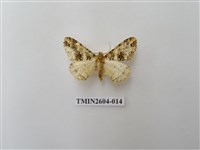 藏品(尺蛾120)的圖片